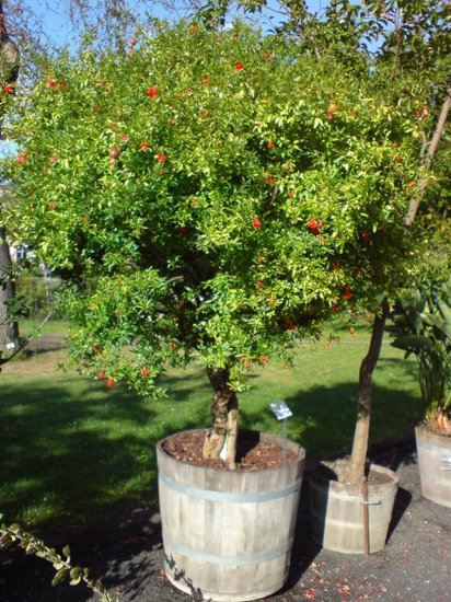 Dwarf Pomegranate (Punica granatum &#039;nana&#039;)