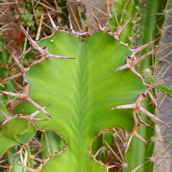 Cow&#039;s Horn Euphorbia (Euphorbia grandicornis)