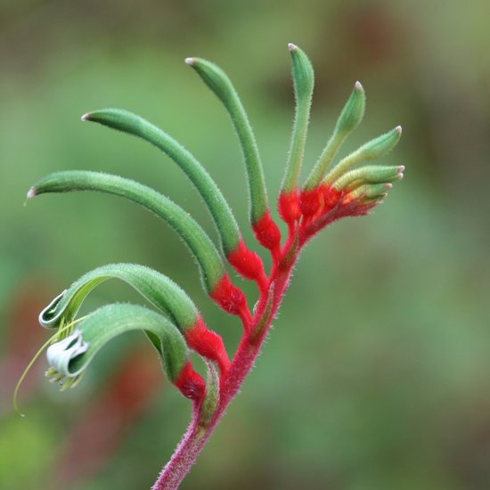 Red-green Kangaroo Paw (Anigozanthos manglesii)