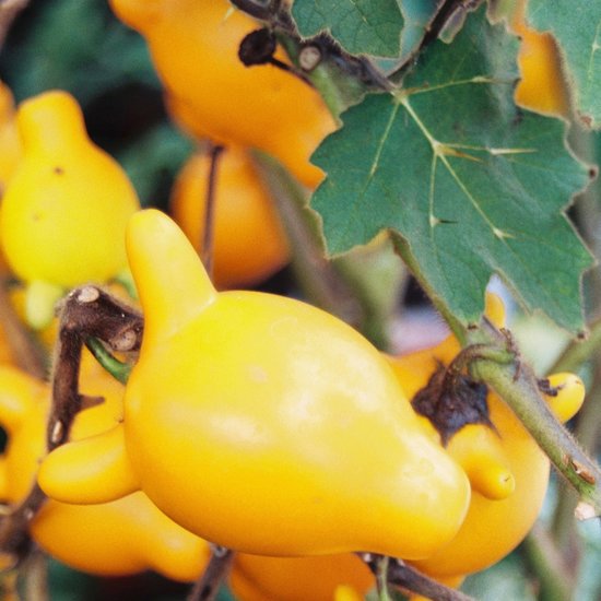 Nipple Fruit (Solanum mammosum)