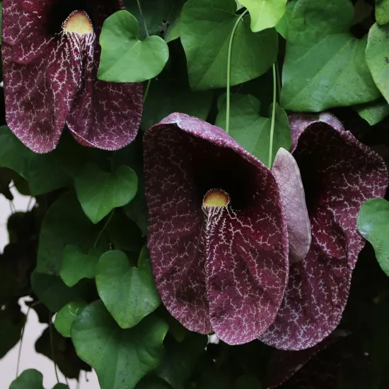 Brazilian Dutchman's Pipe (Aristolochia gigantea)