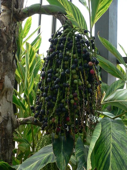 Fishtail Palm (Caryota mitis)