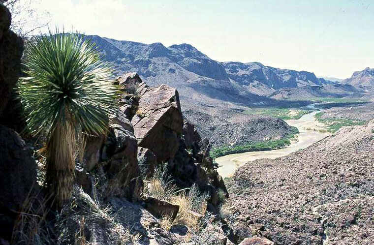 Beaked Yucca (Yucca rostrata)