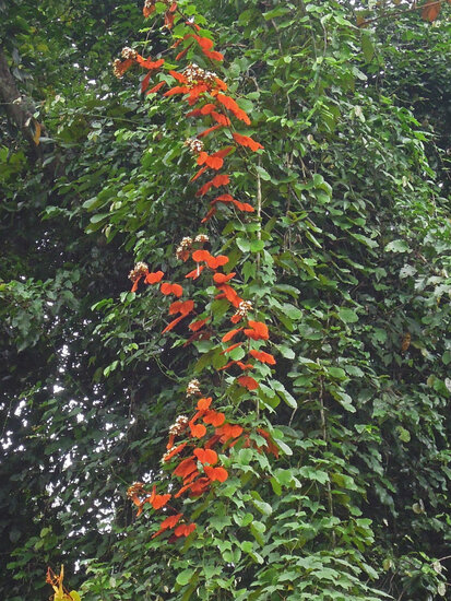 Goldleaf Bauhinia (Phanera aureifolia)