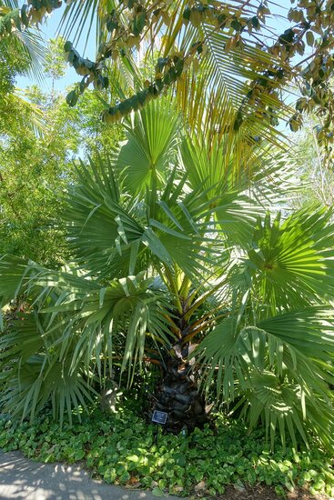 Palmyra palm (Borassus flabellifer)