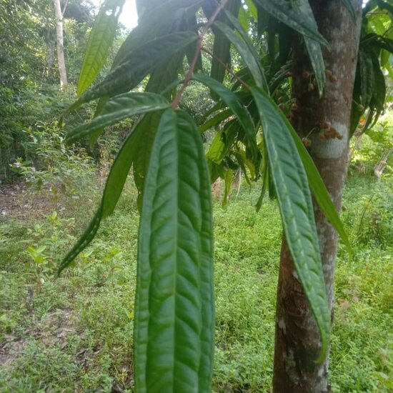 Syzygium (Syzygium sp. &#039;Sulawesi&#039;)