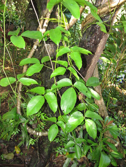 Jade vine (Strongylodon macrobotrys)