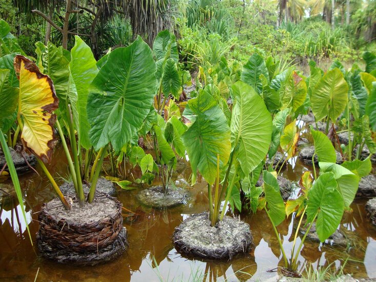 Giant Swamp Taro (Cyrtosperma merkusii)