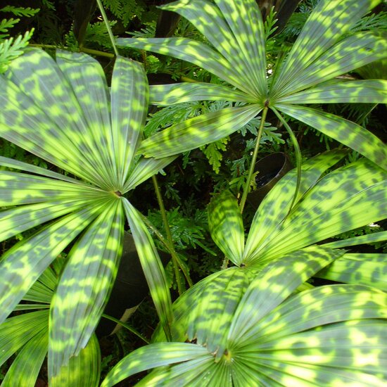 Fan palm (Licuala mattanensis var. paucisecta)
