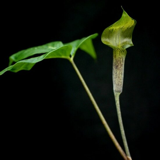 Tropical Cobra Lily (Arisaema barbatum)