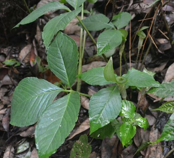 Tropical Cobra Lily (Arisaema barbatum)