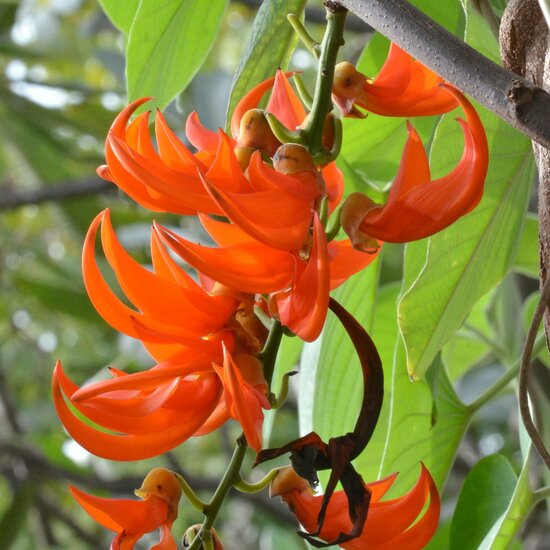 Red Jade Vine (Mucuna bennettii)