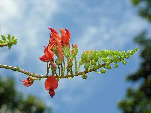Rouge de R&eacute;union (Strongylodon siderospermum)
