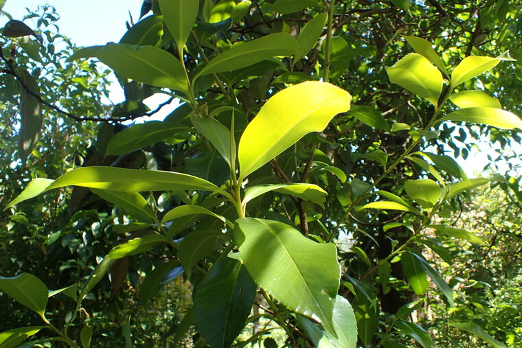 Yunnan tea plant (Camellia taliensis)