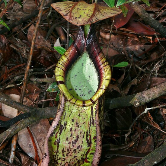 Raffles&#039; pitcher-plant (Nepenthes rafflesiana)