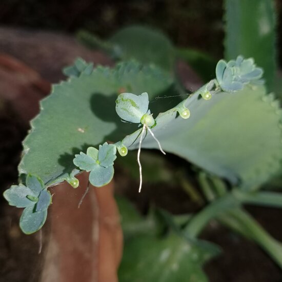 Miracle Leaf (Kalanchoe pinnata)
