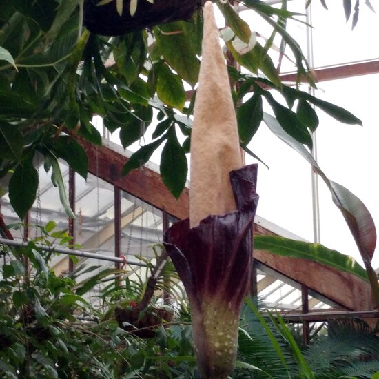 Aroid (Amorphophallus decus-silvae)