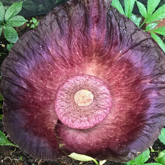 Aroid (Amorphophallus hirsutus)