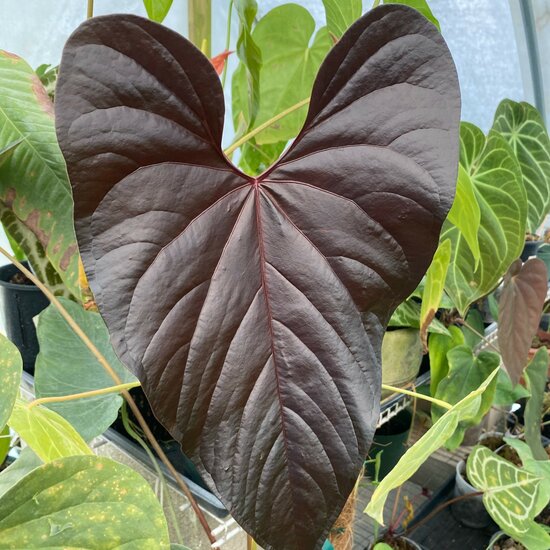 Anthurium moodeanum