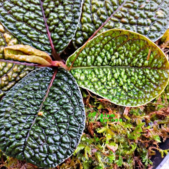 Dinosaur Plant (Labisia sp. &#039;Dino&#039;)