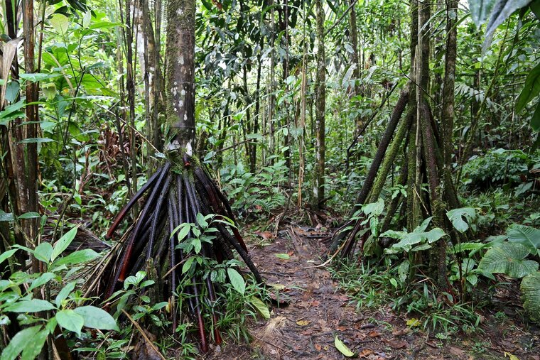 Walking Palm (Socratea exorrhiza)