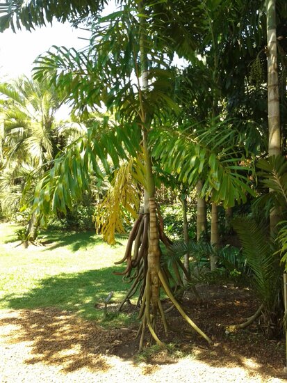 Walking Palm (Socratea exorrhiza)