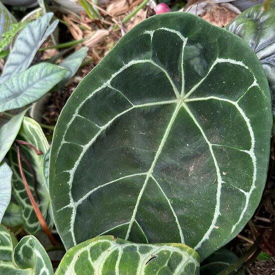 Anthurium (Anthurium forgetii)