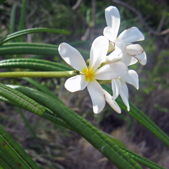 White frangipani (Plumeria alba)