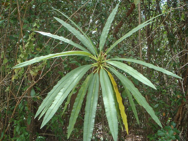 White frangipani (Plumeria alba)