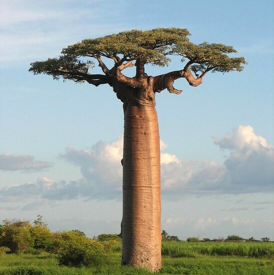 Giant baobab (Adansonia grandidieri)