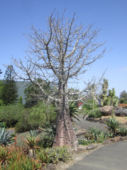 Giant baobab (Adansonia grandidieri)