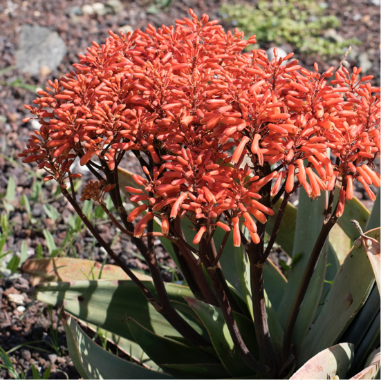 Coral aloe (Aloe striata)