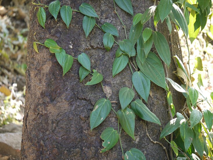 Black pepper (Piper nigrum)