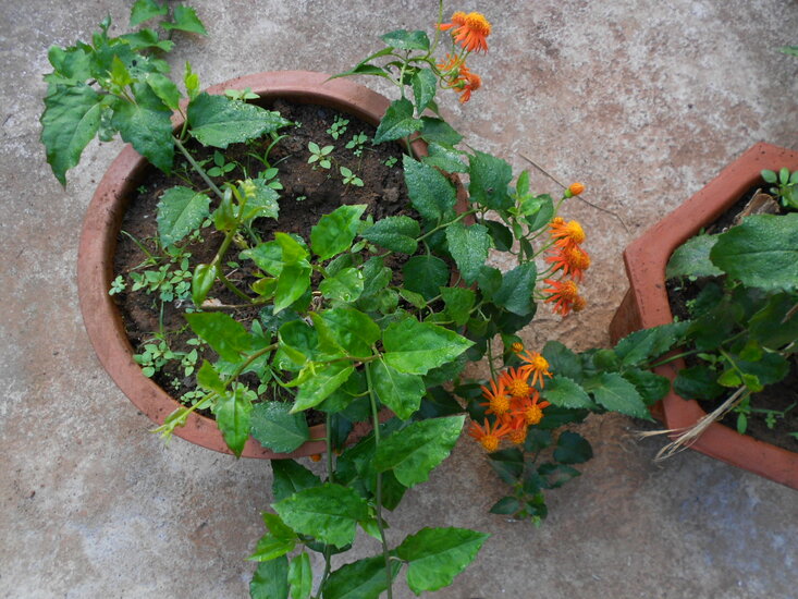 Mexican flamevine (Pseudogynoxys chenopodioides)