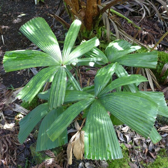 Vietnamese Paradise Palm (Lanonia dasyantha)