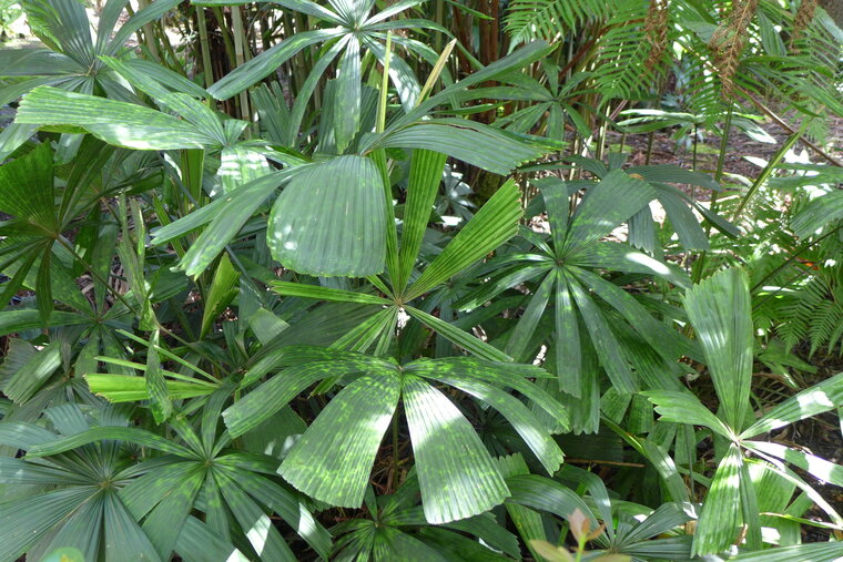 Vietnamese Paradise Palm (Lanonia dasyantha)