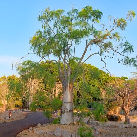 Madagascar Ghost Tree (Moringa drouhardii)