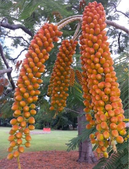 Colville&#039;s Glory Tree (Colvillea racemosa)