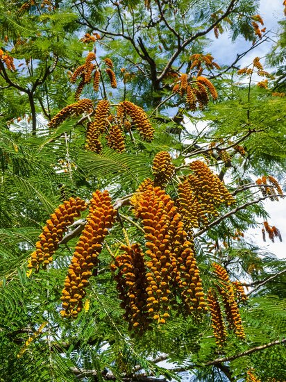 Colville&#039;s Glory Tree (Colvillea racemosa)