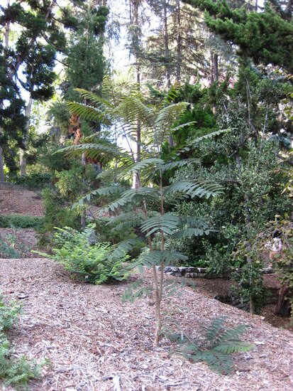 Colville&#039;s Glory Tree (Colvillea racemosa)