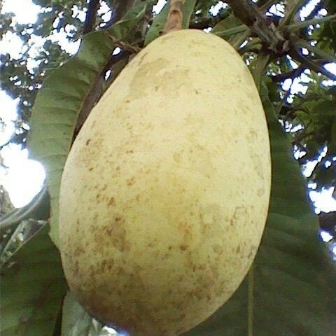 White mango (Mangifera caesia)