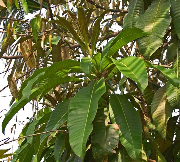 White mango (Mangifera caesia)