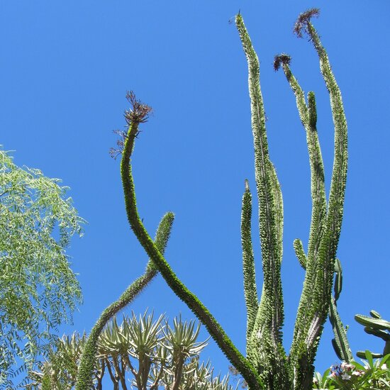 Madagascar Ocotillo (Alluaudia procera)