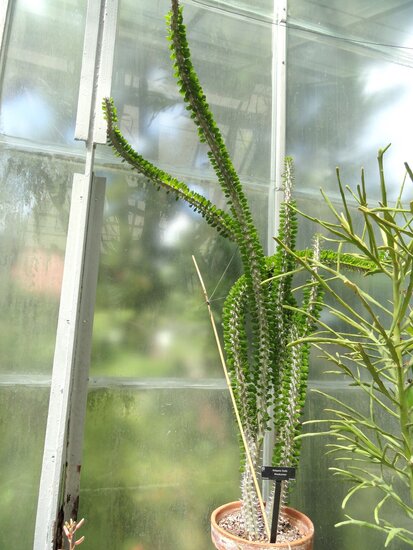 Madagascar Ocotillo (Alluaudia procera)