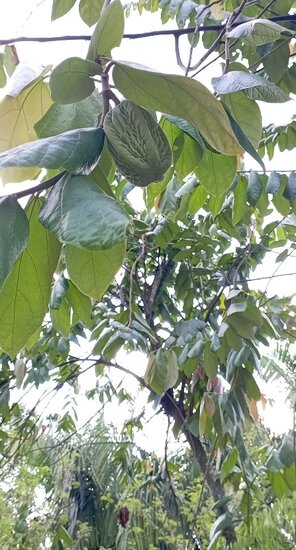 White Cacoa (Theobroma bicolor)