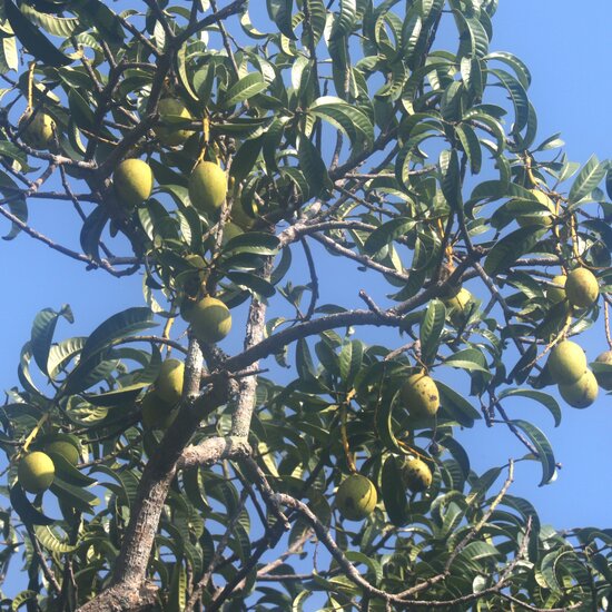 Horse Mango (Mangifera foetida)