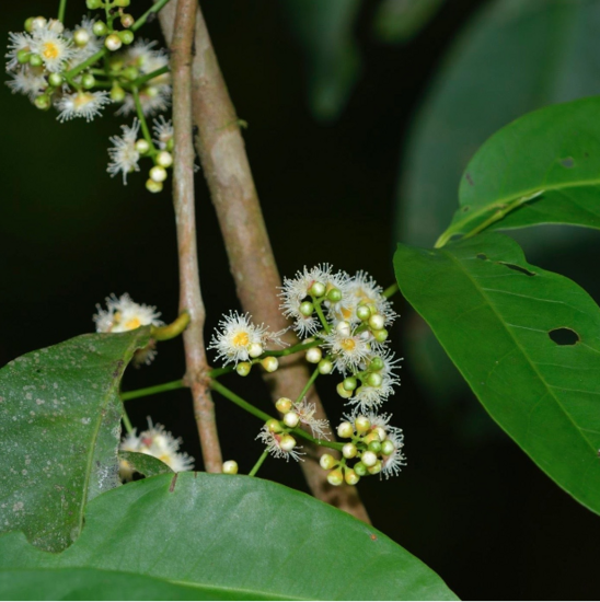 Daun salam (Syzygium polyanthem)