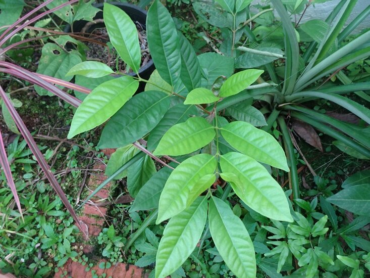 Daun salam (Syzygium polyanthem)