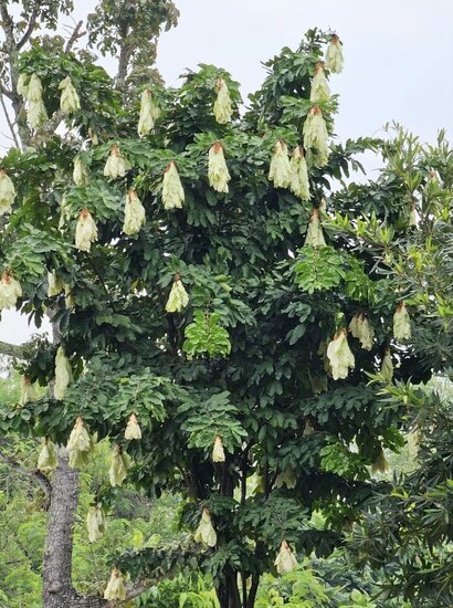 Handkerchief tree (Cynometra browneoides)