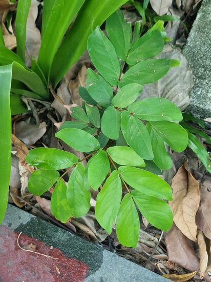 Handkerchief tree (Cynometra browneoides)